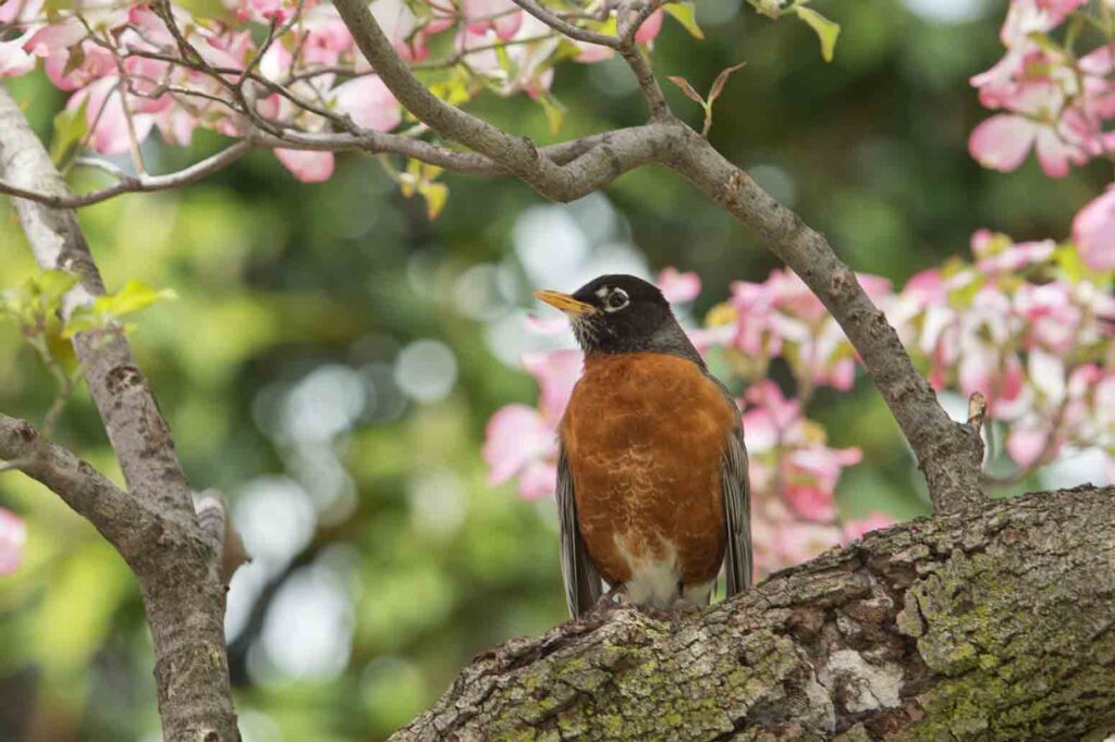 An American Robin on a cherry blossom branch in Michigan