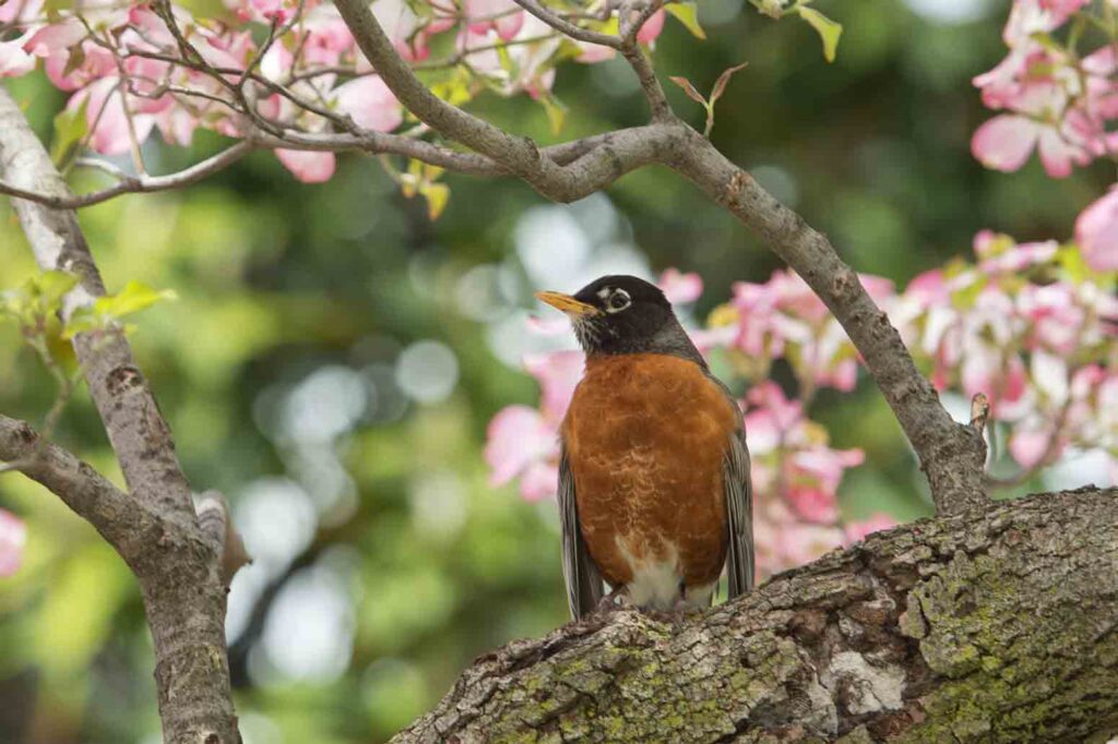 45 Common Backyard Birds in Michigan With Photos! Maker Farm