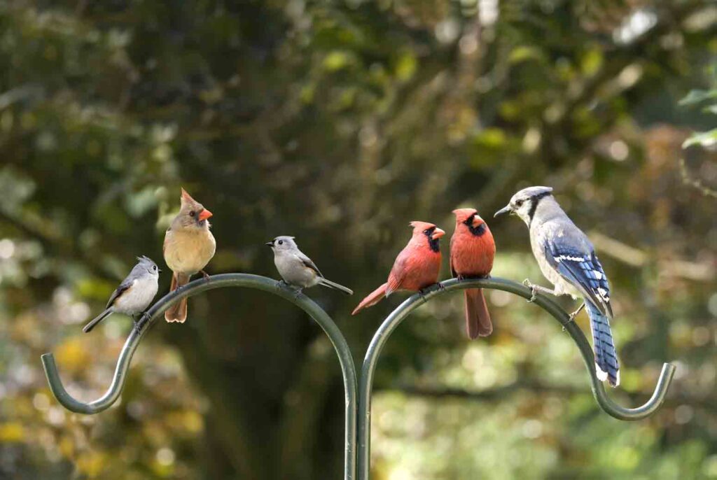 Michigan birds gathered at a bird feeder, including cardinals and blue jays