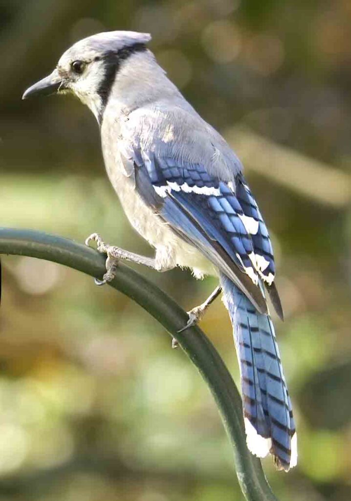 Blue Jay on a bird feeder in Michigan