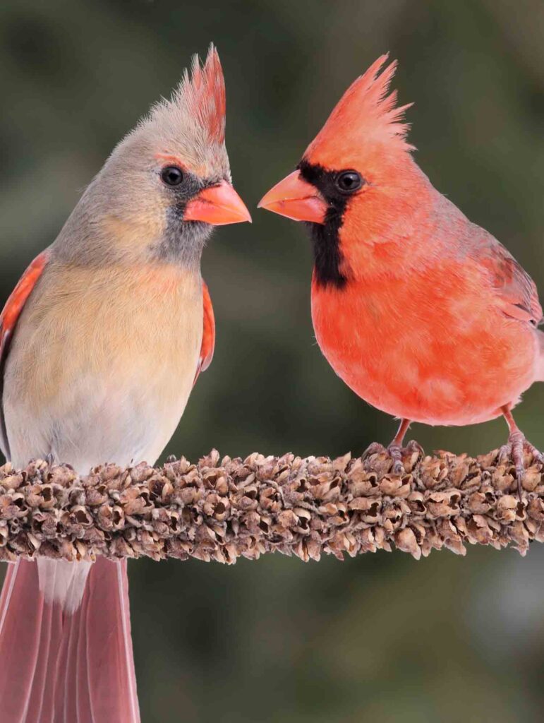 45 Common Backyard Birds in Michigan With Photos!