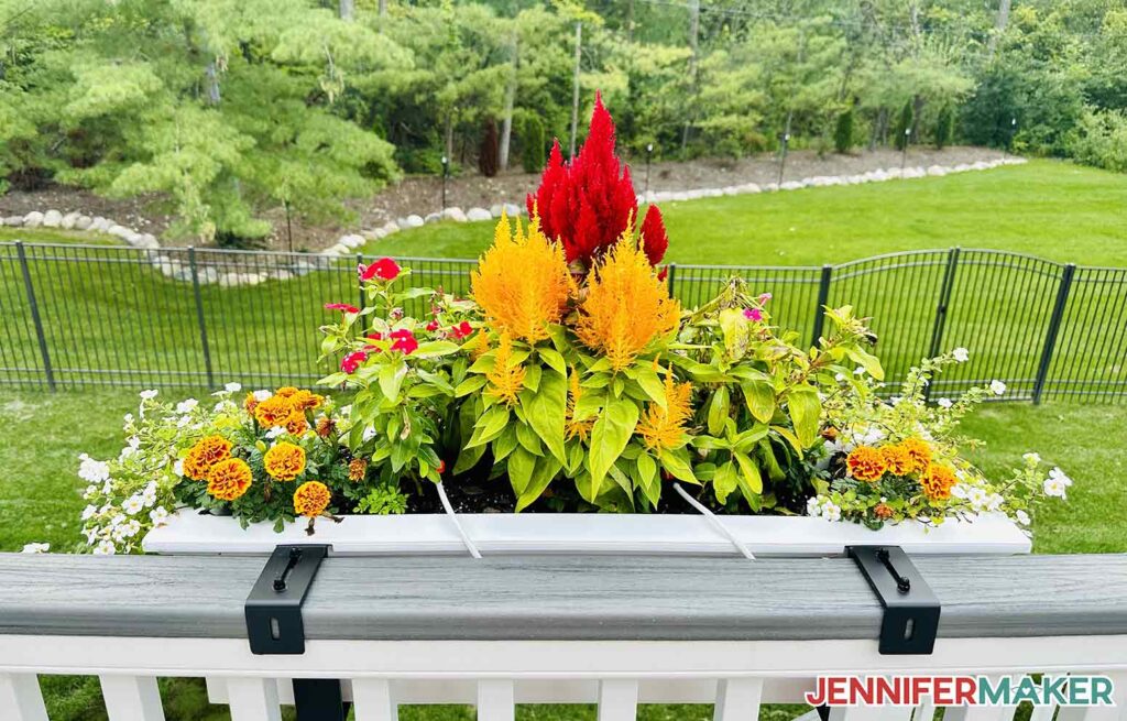 Celosia make beautiful focal points in window boxes.