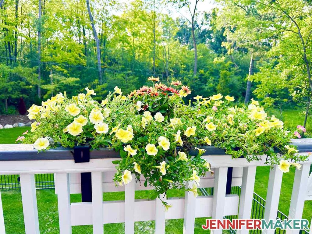 Wave petunias taking over a white window box, trailing and filling.