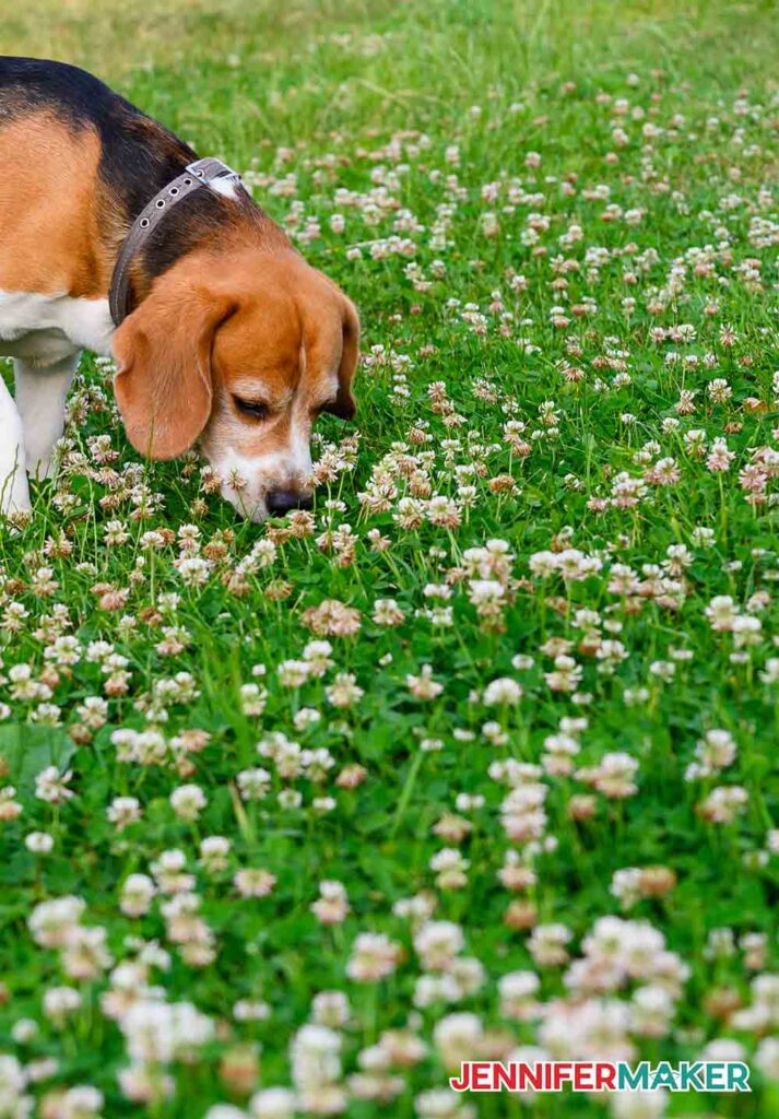 A sweet little beagle in a yard filled with white clover