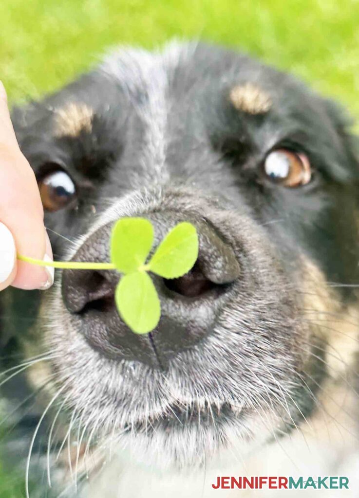 Is Clover Safe For Dogs? What if a Dog Eats Clover?