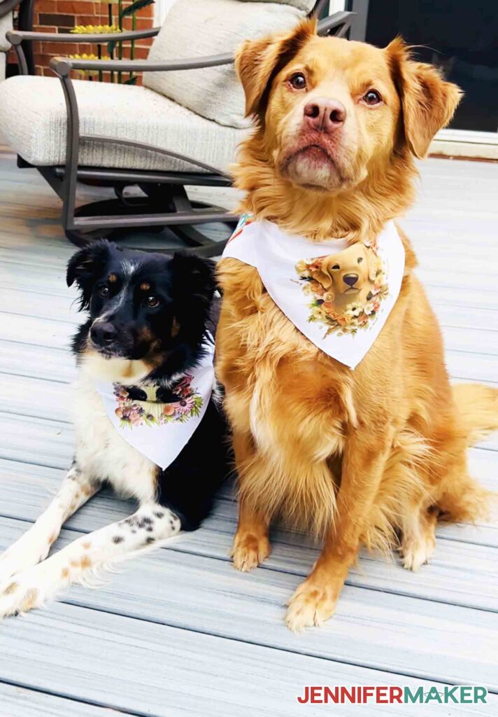 Our dogs, a black Border Collie Chloe and our Golden Retriever Hunter