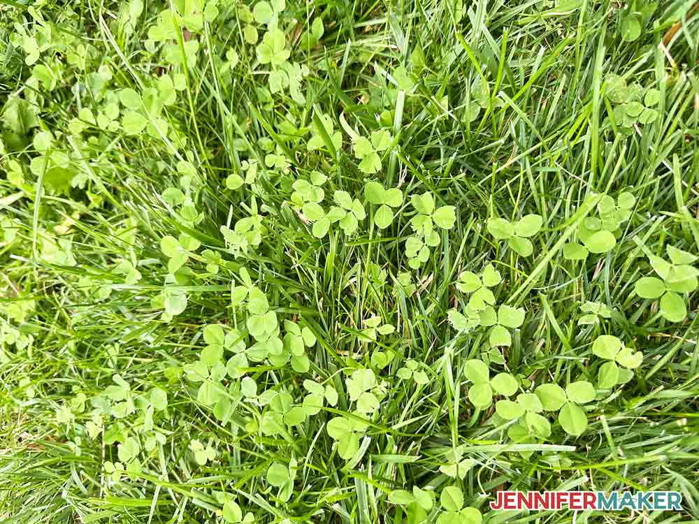 Our lawn with grass and white clover mixed together