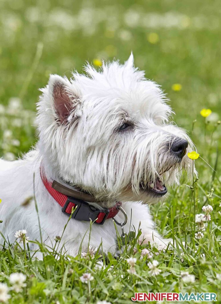 White terrier on a lawn of white clover