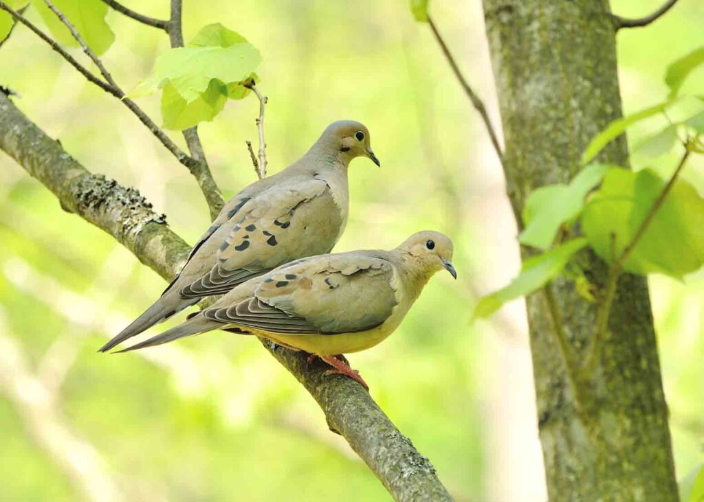 A pair of mourning doves in a tree in Michigan