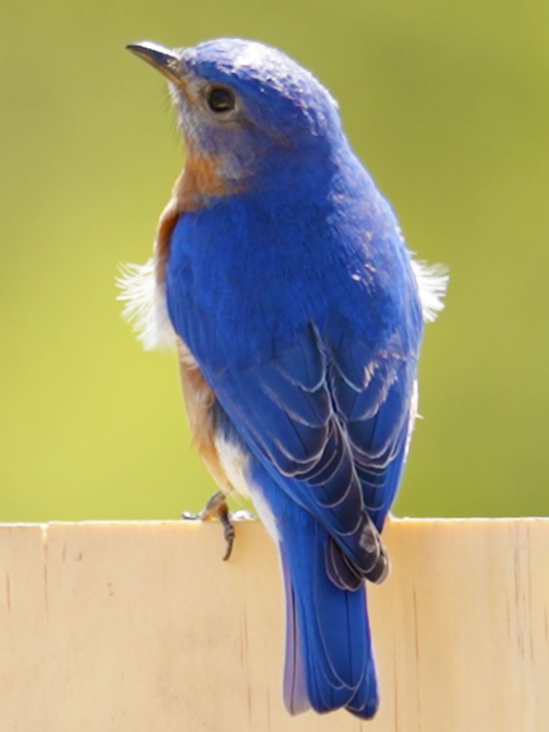 Male Eastern Bluebird on Nesting Box on Maker Farm