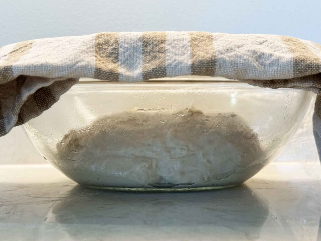 Sourdough in an oiled bowl, covered to rise