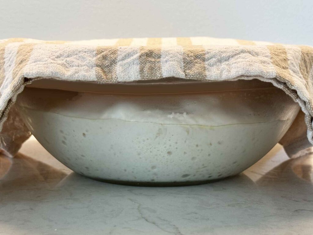 Sourdough risen after its bulk rise fermentation stage