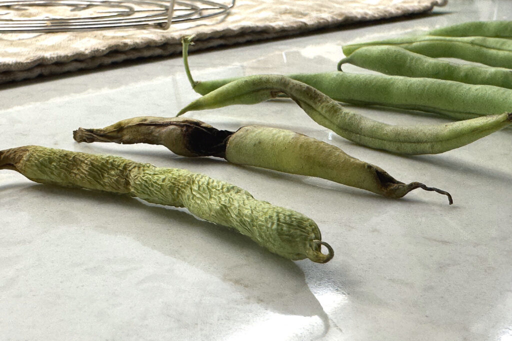 A few green bean pods on the counter showing rusty spots and dark, damaged blossom ends to avoid