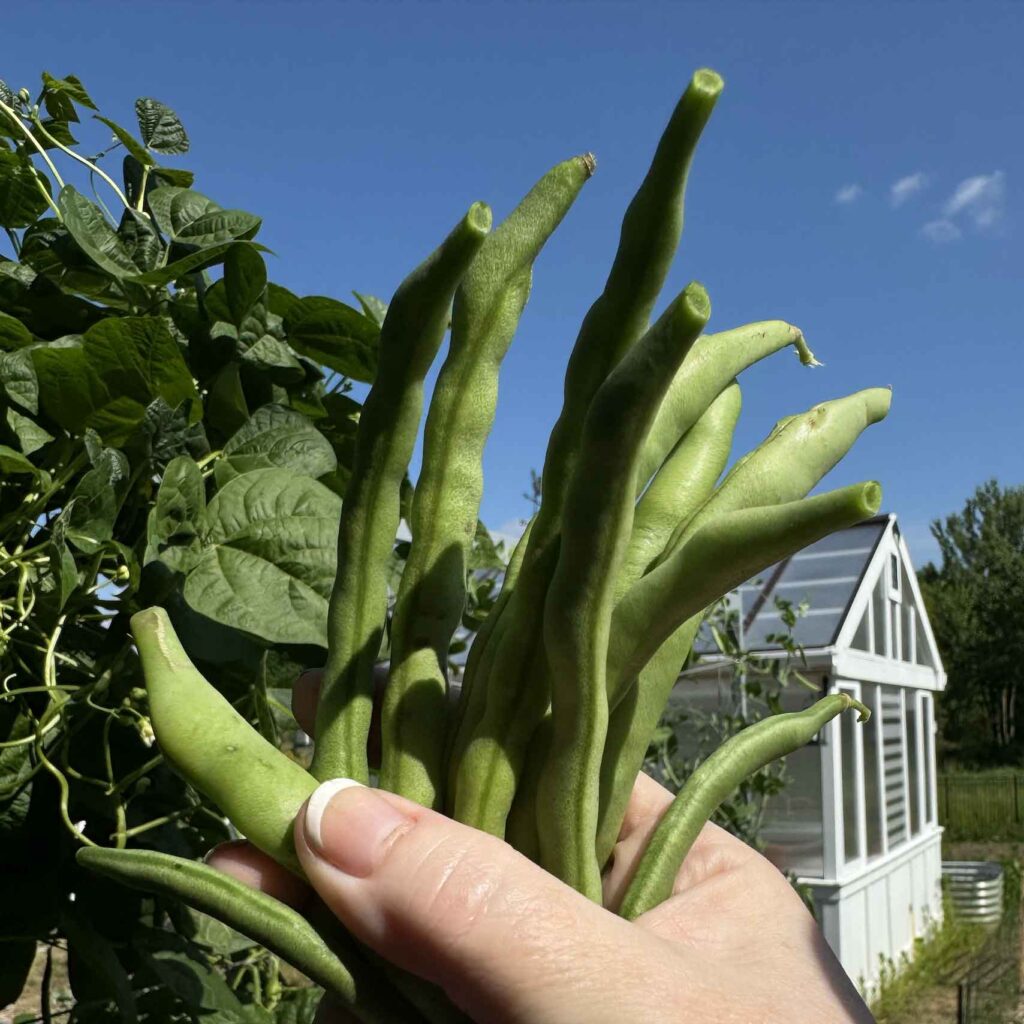 Jennifer's hand holding a bunch of just-picked green beans in the garden with the greenhouse behind