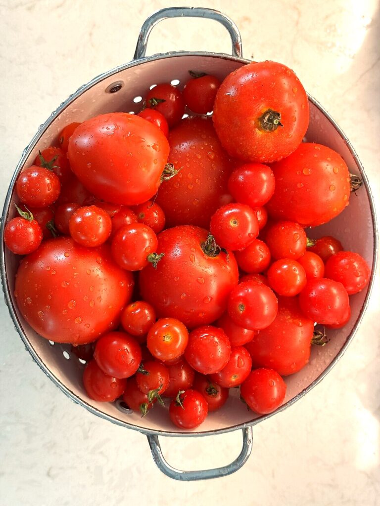 A colander piled with ripe red garden tomatoes, both slicing and cherry