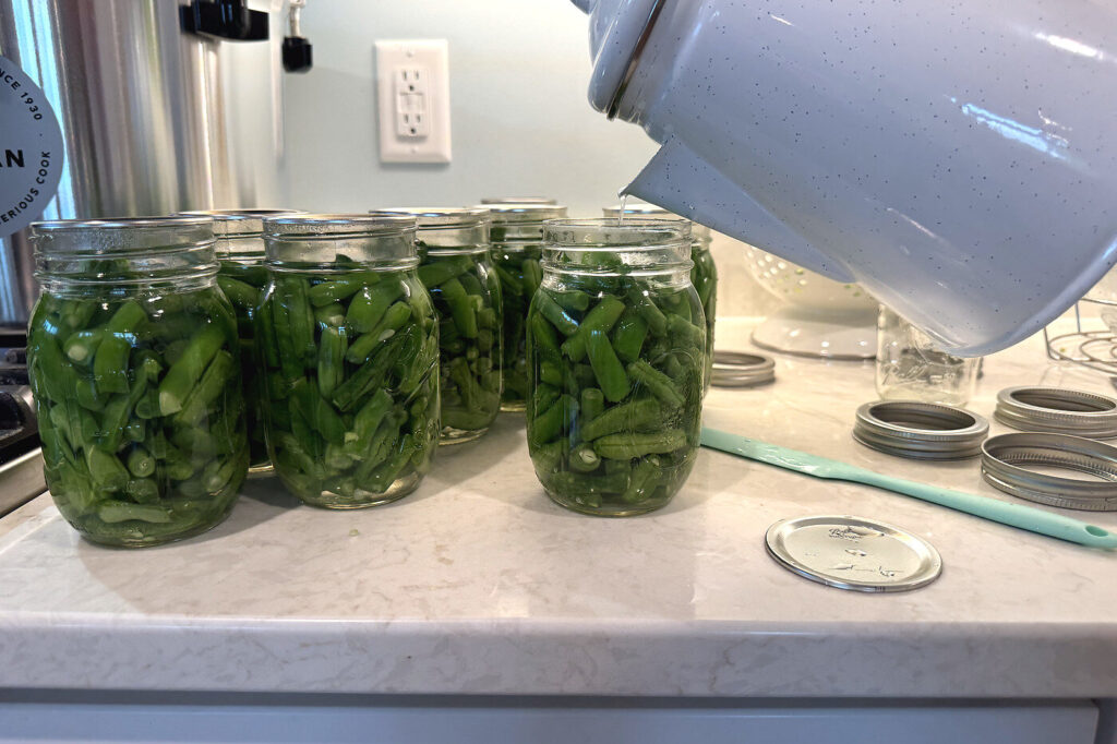 Pouring boiling water from a pitcher over the packed green beans in the jars